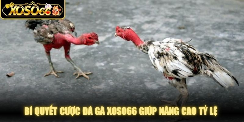 Bí quyết cược đá gà XOSO66 giúp nâng cao tỷ lệ chiến thắng tối đa