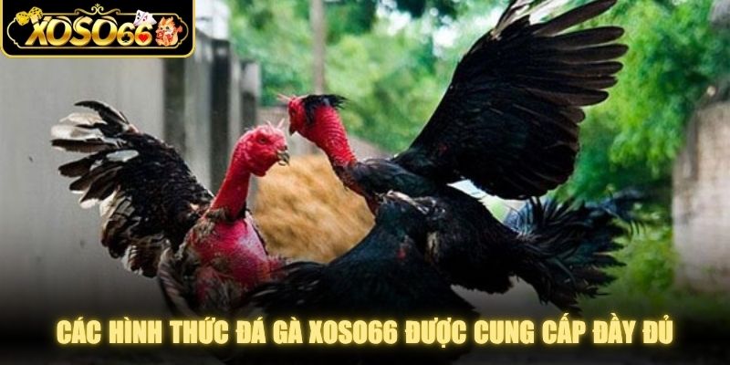 Các hình thức đá gà XOSO66 được cung cấp đầy đủ và đa dạng
