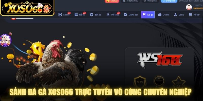Sảnh đá gà XOSO66 trực tuyến vô cùng chuyên nghiệp và uy tín